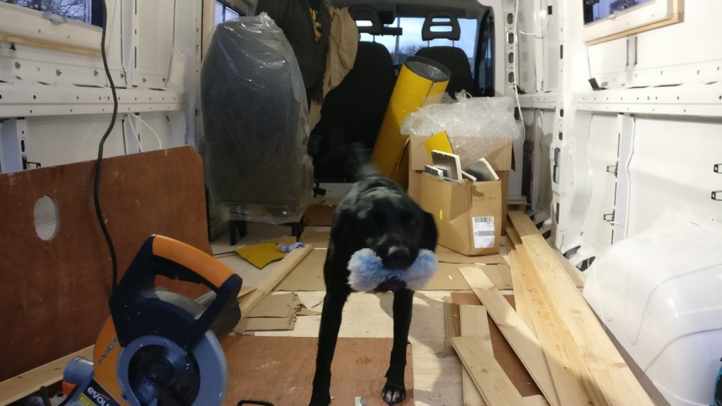 Our black Labrador Greta stood in the van with a toy in her mouth, surrounded by pieces of wood and a power saw