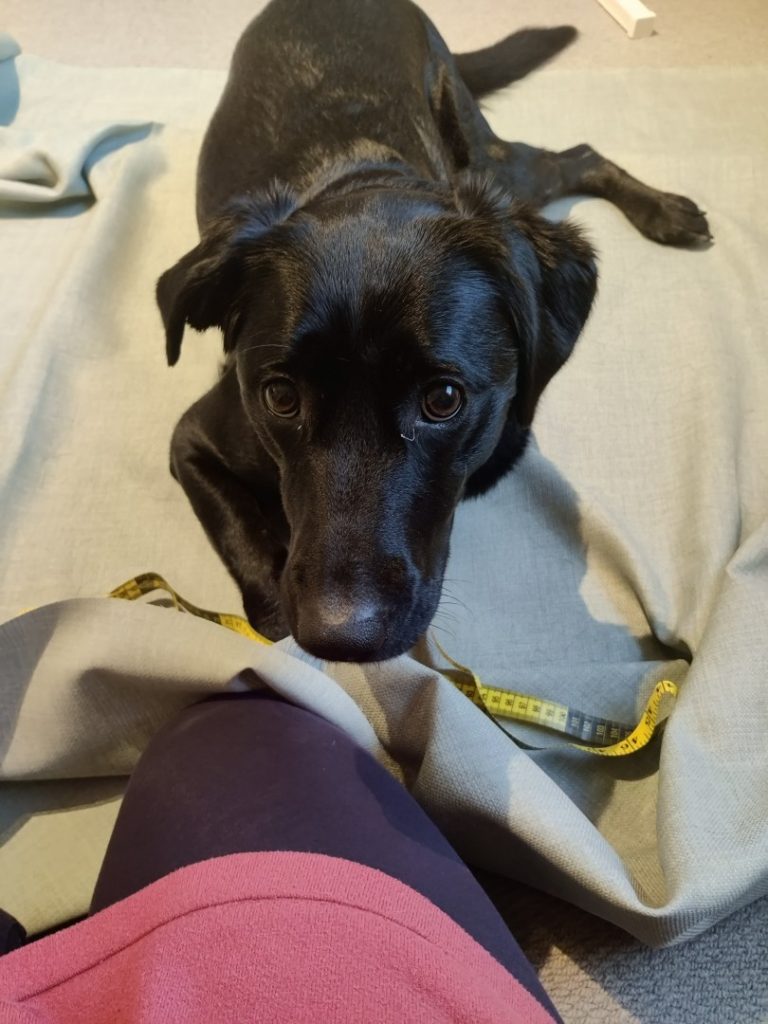 Our black labrador Greta stood on some fabric that Amy is trying to cut.